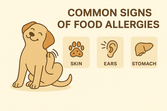 🌾 Understanding Food Allergies in Dogs and Cats
